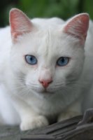 Kater Shivan vermist