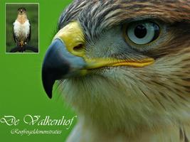 Roofvogelshow van Valkeniersbedrijf 'De Valkenhof', Aalten.