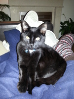 Kater Bommel vermist in Aalten