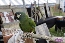 Farm & Country Fair IJzerlo, de grootste Engelse Fair in Nederland.
