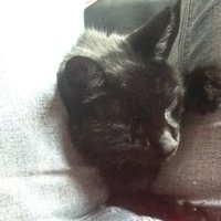 Zwarte kater gevonden in Bredevoort