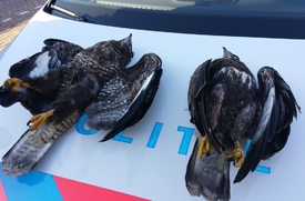 Weer dode roofvogels in Achterhoek, politie denkt aan opzet